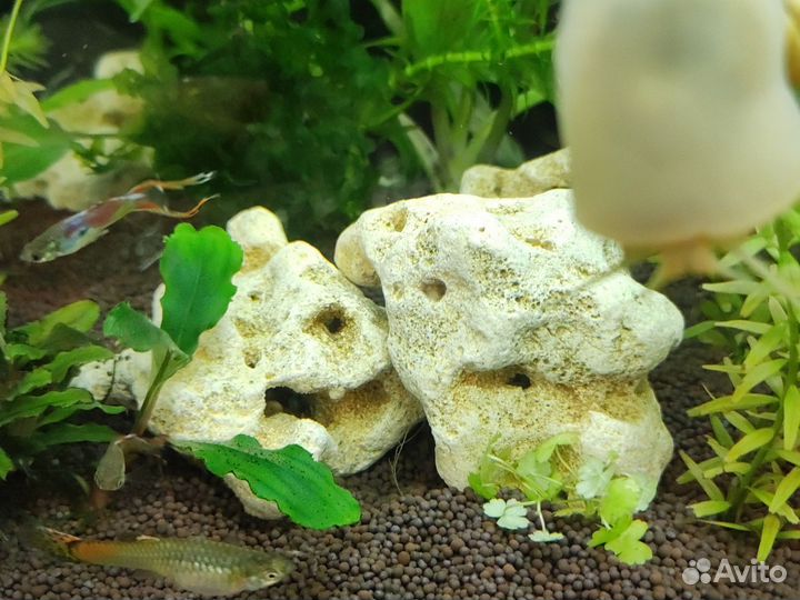 Растения для аквариума