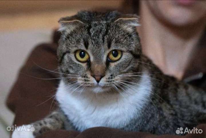 Породистая красавишна Глэдис. Лесной приют