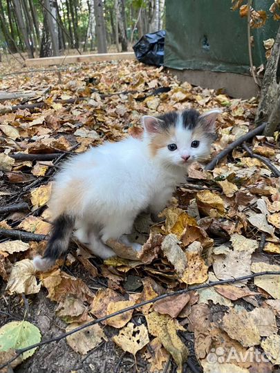 Котёнок Анита, девочка, трёхшёрстная