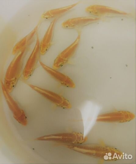 Кометы 5-7см. Карпы Кои 4-18см. Корм для карпов