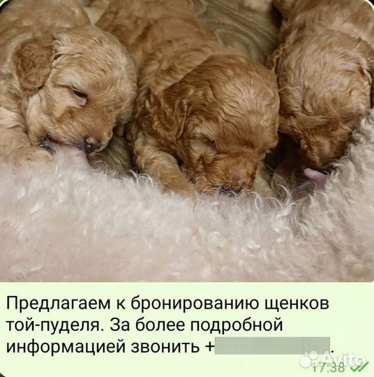 Пудель