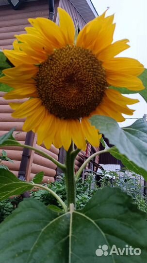 Подсолнухи