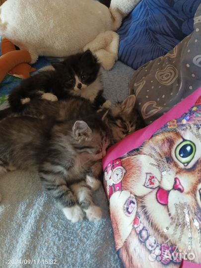 Отдам в добрые руки