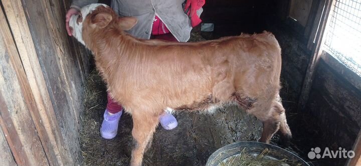 Бычок бычки телята теленок