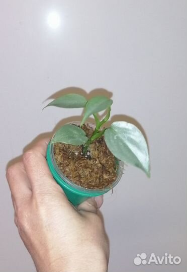 Филодендрон набор