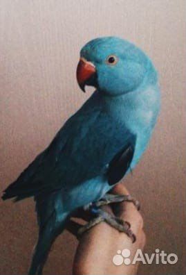 Ожереловый попугай самцы и самки