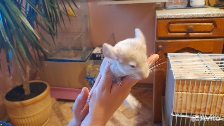 Шиншиллята