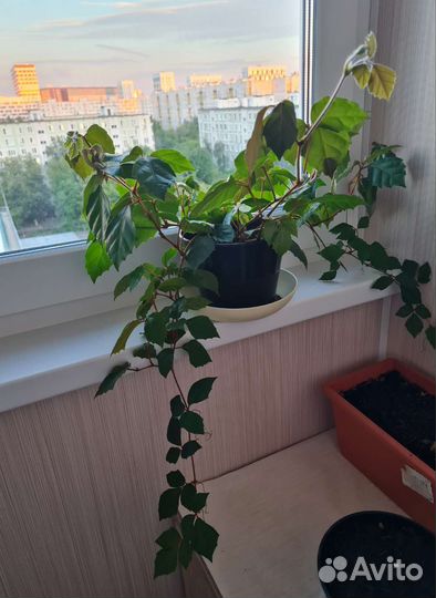 Фикус, березка, денежное дерево