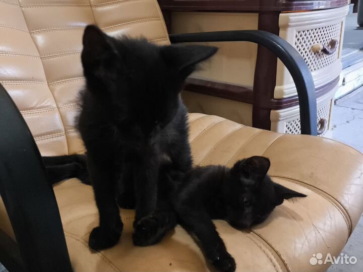 Кошка в дар бесплатно
