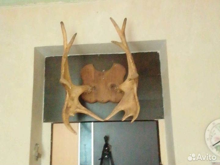 Рога лося продам цена договорная