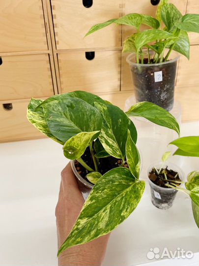 Эпипремнум Марбл квин, Неон