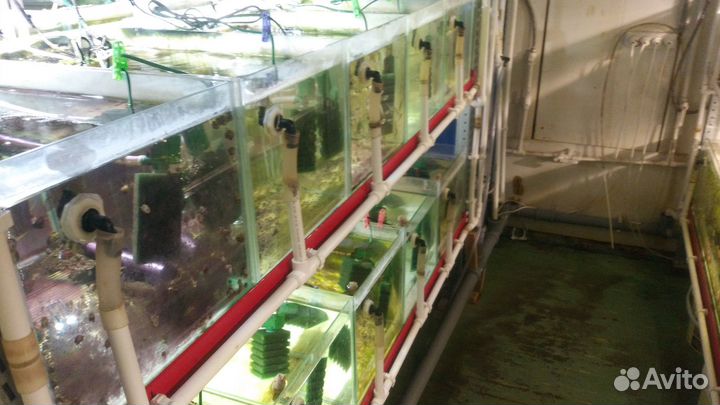 Продам (сдам в аренду) рыборазводню