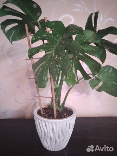 Монстера тайское созвездие и филодендрон