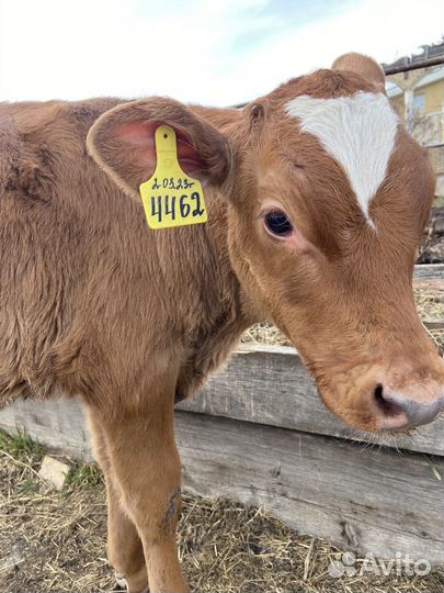 Бычки на откорм