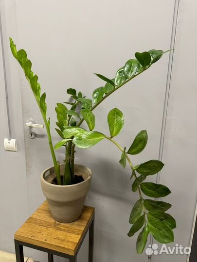 Замиокулькас