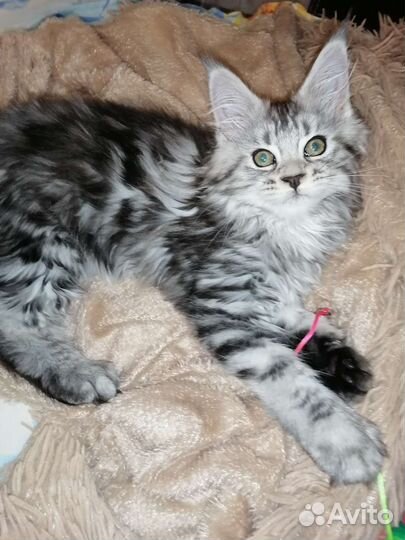 Передержка животных