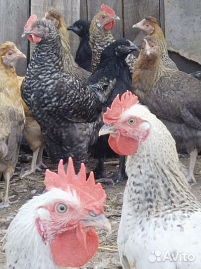 Петухи доминанты