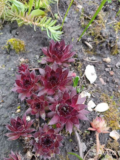 Молодило каменная роза