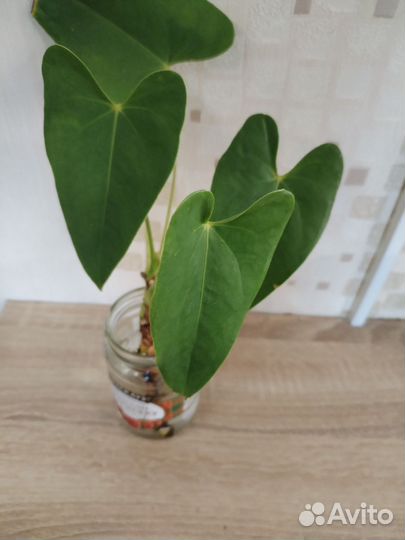 Атриум мужское счастье