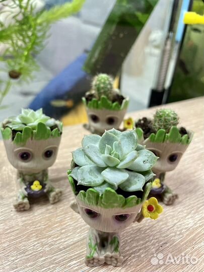 Суккуленты и кактусы мини