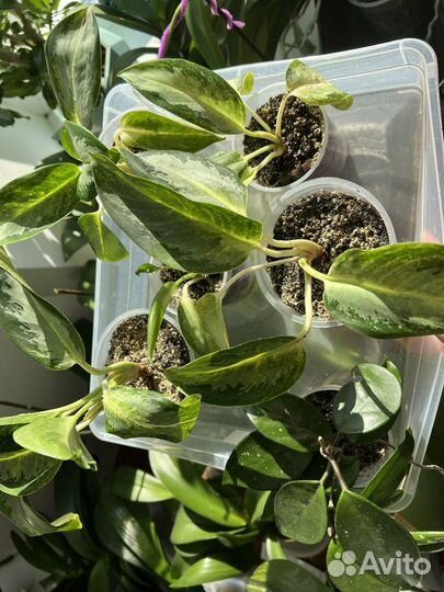 Аглаонема Aglaonema Kan Kwuay