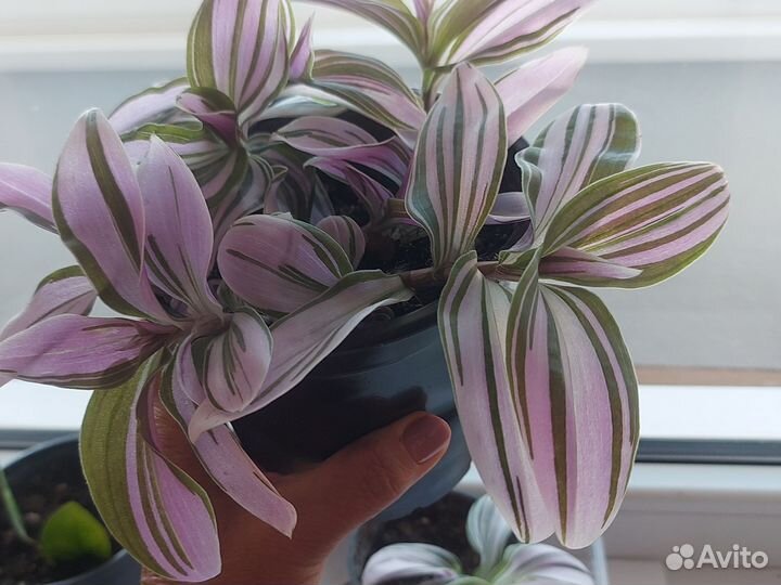 Традесканция розовая