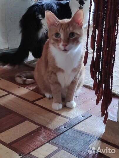Котики и кошечки