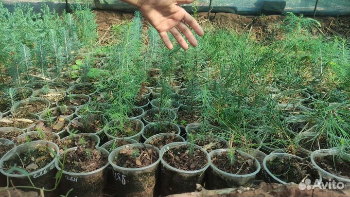 Хвойные и лиственные растения