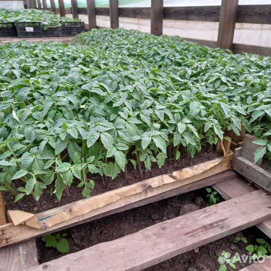 Рассада помидор, перца, баклажан, огурцов, базили