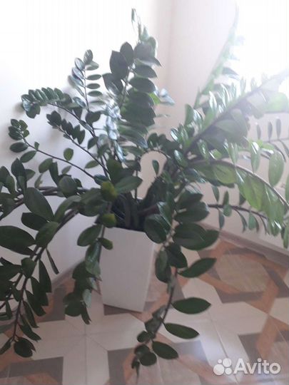 Замиокулькас