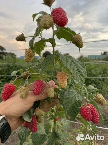 Малина Карамелька