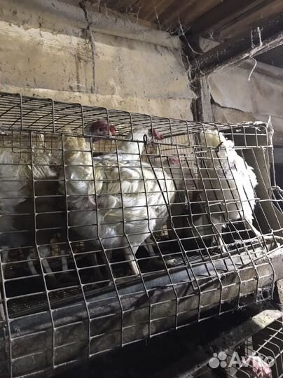 Куры несушки