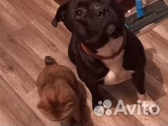 Стаффордширский бультерьер