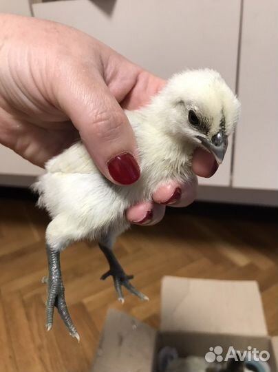 Инкубационное яйцо