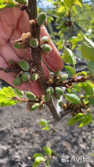 Абрикос Краснощёкинский