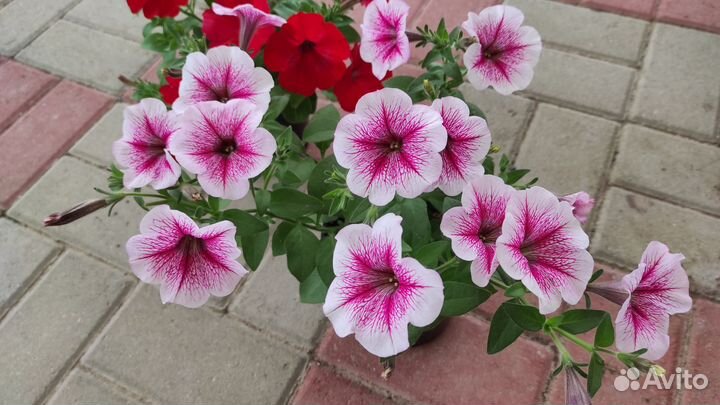 Рассада ампельной петунии