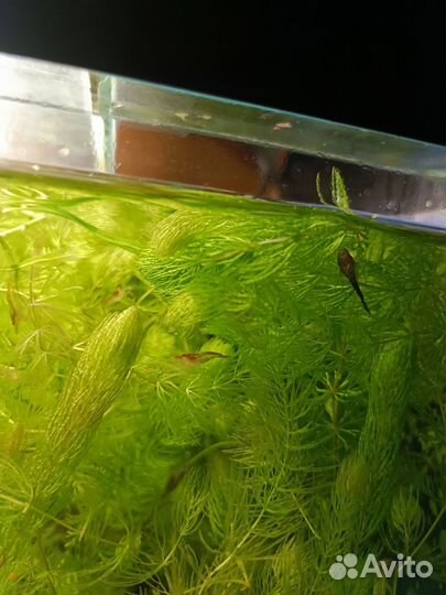 Аквариумные рыбки