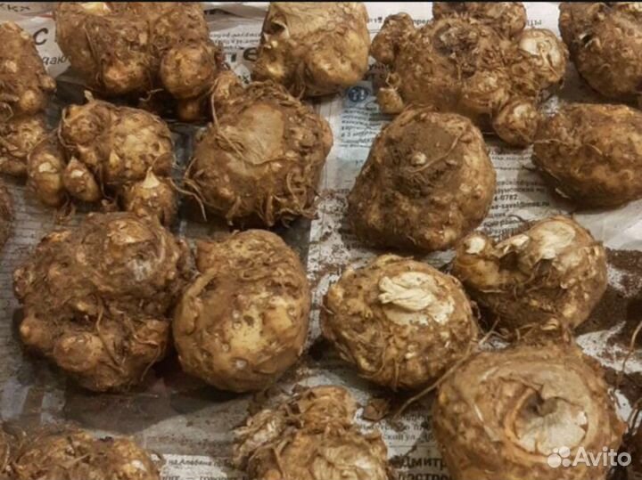 Клубни каллы