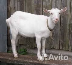 Зааненская коза доится,вторым окотом