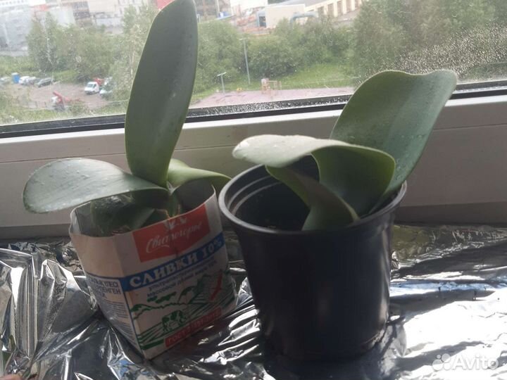 Гемантус. Тещин язык