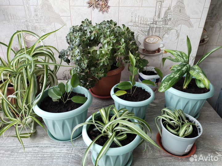 Комнатные цветы