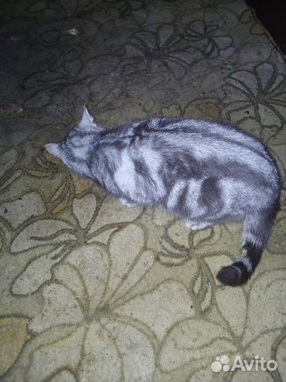 Отдам кошку