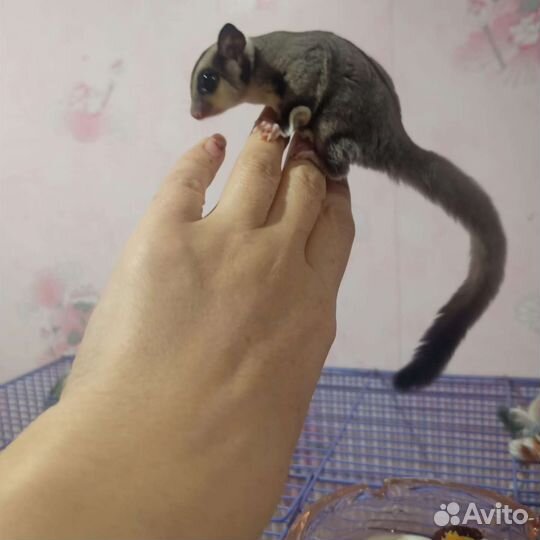 Белка