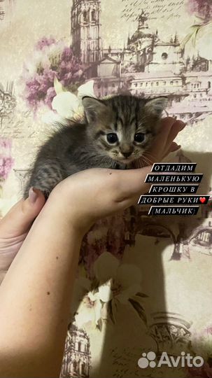 Котенок