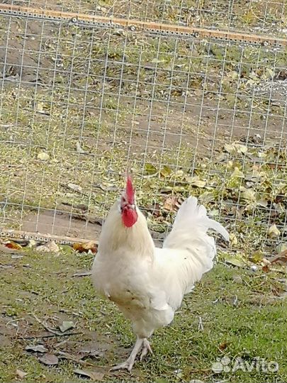 Молодые петухи