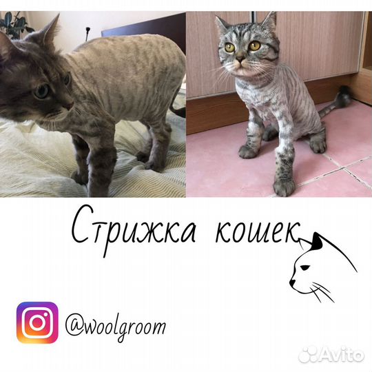 Груминг собак и кошек. Стрижка животных, выезд