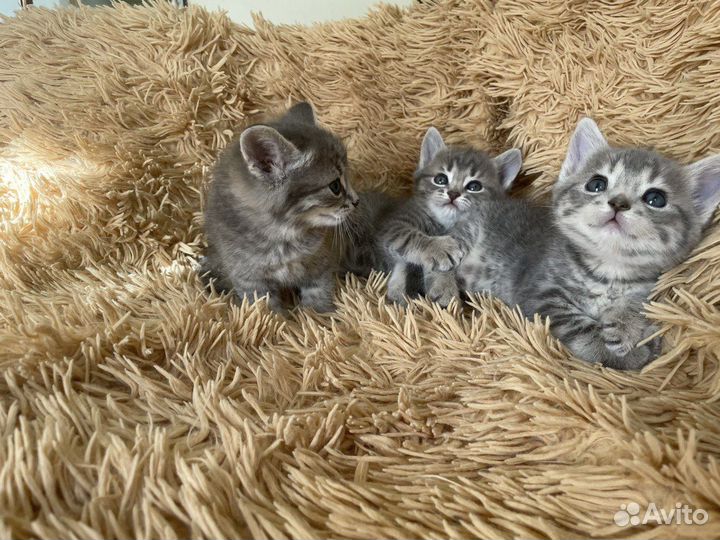 Кошки бесплатно