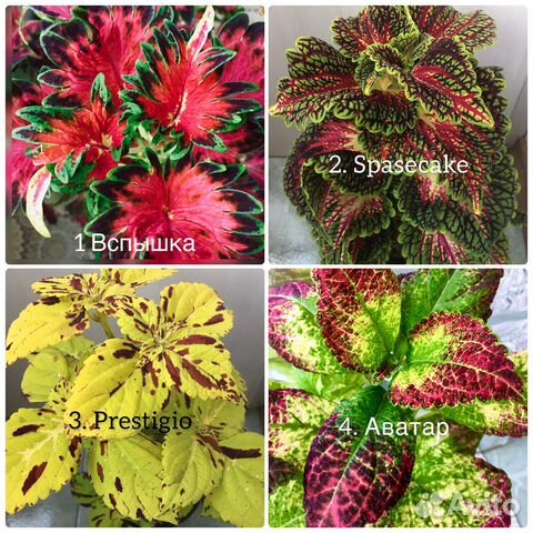 Колеусы вегетативные. Часть l