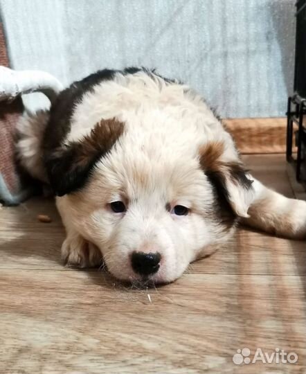 Щенок мальчик в добрые руки
