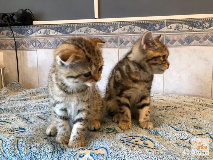 Шотландские котята девочки мраморная и пятнистая